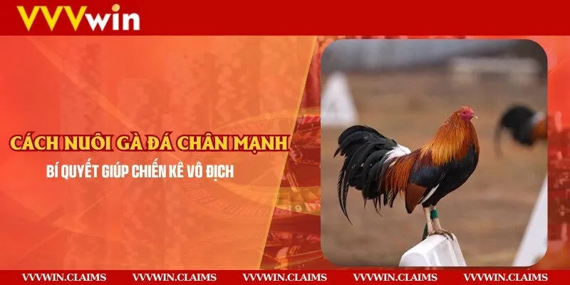 Cách nuôi gà đá chân mạnh – Bí quyết giúp chiến kê vô địch