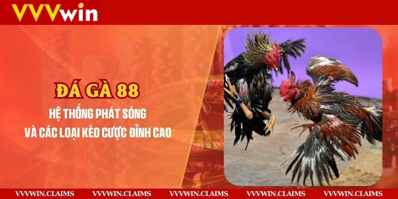 Đá gà 88 - Hệ thống phát sóng và các loại kèo cược đỉnh cao