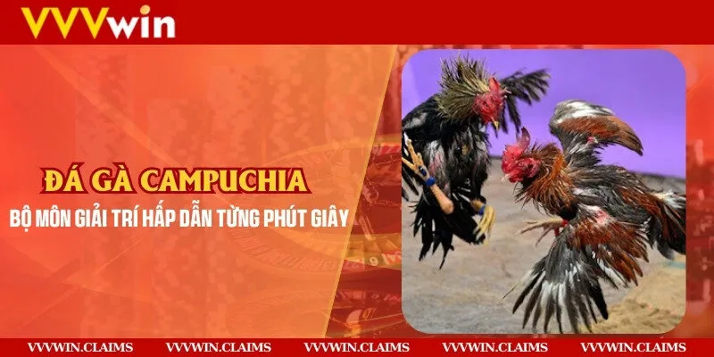 Đá gà Campuchia - Bộ môn giải trí hấp dẫn từng phút giây