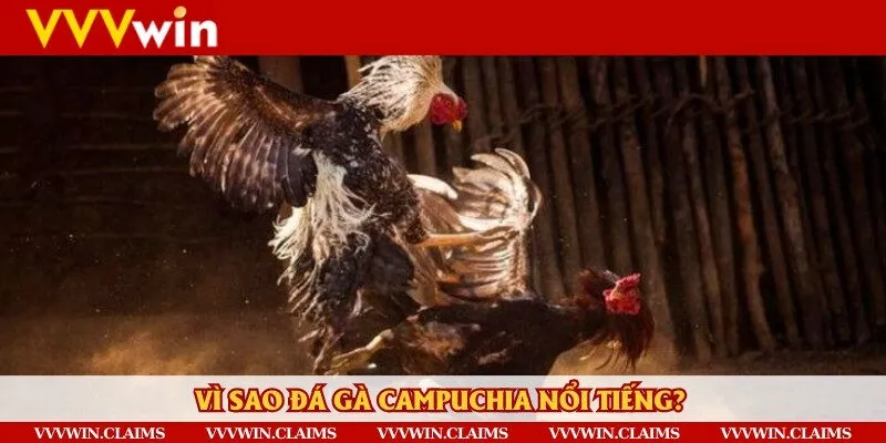 Đá gà Campuchia được đưa vào online, người chơi dễ dàng đặt cược nhanh hơn